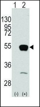 Anti-SMYD2 (C-term) antibody produced in rabbit saturated ammonium sulfate (SAS) precipitated, buffered aqueous solution