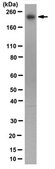 Anti-RNA polymerase II Antibody, clone CTD4H8, Ascites Free clone CTD4H8, from mouse