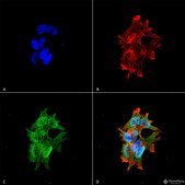 Monoclonal Anti-Fgfa/Fhfa - Fitc antibody produced in mouse clone S235-22, purified immunoglobulin