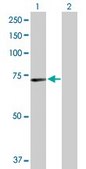 Anti-MEF2D antibody produced in mouse purified immunoglobulin, buffered aqueous solution