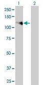 Monoclonal Anti-FGFR1 antibody produced in mouse clone 5E9, purified immunoglobulin, buffered aqueous solution