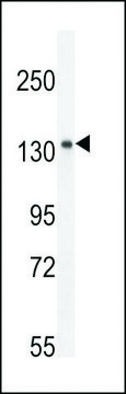 ANTI-K1199(C-TERMINAL) antibody produced in rabbit affinity isolated antibody, buffered aqueous solution