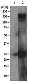 Anti-Phosphotyrosine Antibody, clone 4G10&#174;, Magnetic Bead Conjugate clone 4G10®, from mouse