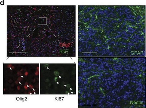 Anti-Glial Fibrillary Acidic Protein Antibody, clone GA5 clone GA5, Chemicon&#174;, from mouse