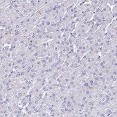 Anti-GIF antibody produced in rabbit Prestige Antibodies&#174; Powered by Atlas Antibodies, affinity isolated antibody, buffered aqueous glycerol solution