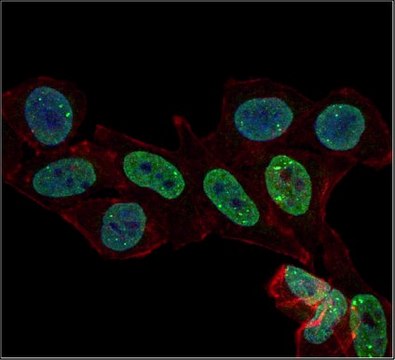 Anti-monomethyl Histone H3 (Lys4) Antibody, Alexa Fluor&#8482; 488 Conjugate 0.5&#160;mg/mL, from rabbit