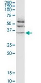 Monoclonal Anti-JAM2 antibody produced in mouse clone 1G4, purified immunoglobulin, buffered aqueous solution