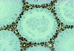 Monoclonal Anti-Tubulin, Tyrosine antibody produced in mouse clone TUB-1A2, ascites fluid