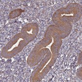 Anti-ATG5 antibody produced in rabbit Prestige Antibodies&#174; Powered by Atlas Antibodies, affinity isolated antibody, buffered aqueous glycerol solution