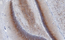 Anti-CACNG8/TARP γ8 Antibody, clone 1K4 ZooMAb&#174; Rabbit Monoclonal recombinant, expressed in HEK 293 cells