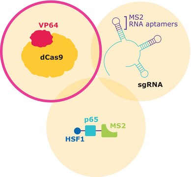 dCas9-VP64-Blasticidin SAM CRISPRa Helper Construct 1 Lentiviral Transduction Particles