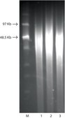 GenElute&#8482; Bacterial Genomic DNA Kits sufficient for 70&#160;purifications
