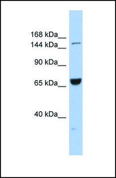 Anti-KIF15 antibody produced in rabbit affinity isolated antibody