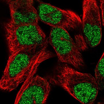 Anti-TNRC6C antibody produced in rabbit Prestige Antibodies&#174; Powered by Atlas Antibodies, affinity isolated antibody