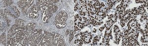 Anti-Wee1 from rabbit, purified by affinity chromatography