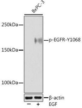 Anti-Phospho-EGFR-Y1068 antibody produced in rabbit