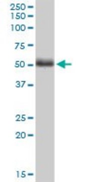 Monoclonal Anti-PTK9L antibody produced in mouse clone 2B5, purified immunoglobulin, buffered aqueous solution