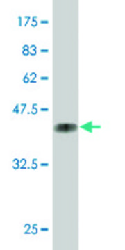 ANTI-MEF2A antibody produced in mouse clone 2G10, purified immunoglobulin, buffered aqueous solution