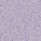Anti-PTGDR antibody produced in rabbit Prestige Antibodies&#174; Powered by Atlas Antibodies, affinity isolated antibody, buffered aqueous glycerol solution