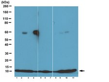 Anti-BAF (BANF1) Antibody serum, from rabbit