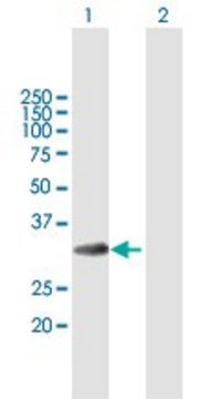 Anti-MLF1 antibody produced in mouse purified immunoglobulin, buffered aqueous solution
