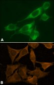 Anti-Calnexin antibody produced in rabbit IgG fraction of antiserum, buffered aqueous solution