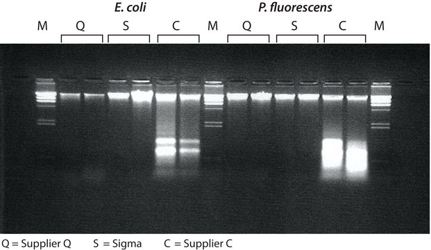 GenElute&#8482; Bacterial Genomic DNA Kits sufficient for 10&#160;purifications