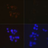 Anti-Caspase-3 p12 Antibody, clone 1P3B3, Rabbit Monoclonal