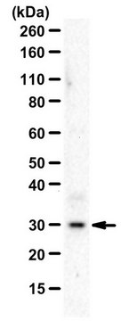 Anti-Interleukin-1&#946; from rabbit, purified by affinity chromatography