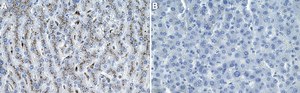 Anti-&#946; Galactosidase Antibody, clone 2C15 ZooMAb&#174; Rabbit Monoclonal recombinant, expressed in HEK 293 cells