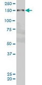 Monoclonal Anti-PRKCBP1 antibody produced in mouse clone 5B12, purified immunoglobulin, buffered aqueous solution