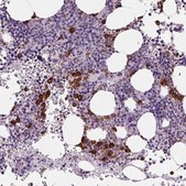 Anti-MPO antibody produced in rabbit Prestige Antibodies&#174; Powered by Atlas Antibodies, affinity isolated antibody, buffered aqueous glycerol solution