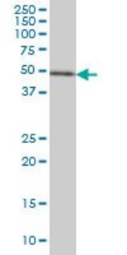 Monoclonal Anti-ETV5 antibody produced in mouse clone 7C10, purified immunoglobulin, buffered aqueous solution