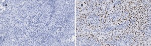 Anti-p21 Antibody, clone 5G7, ZooMAb&#174; Rabbit Monoclonal recombinant, expressed in HEK 293 cells