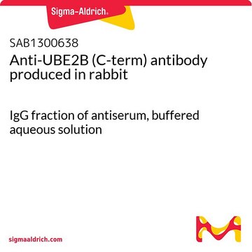Anti-UBE2B (C-term) antibody produced in rabbit IgG fraction of antiserum, buffered aqueous solution