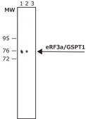 Anti-eRF3a/GSPT1 antibody produced in rabbit ~1&#160;mg/mL, affinity isolated antibody, buffered aqueous solution