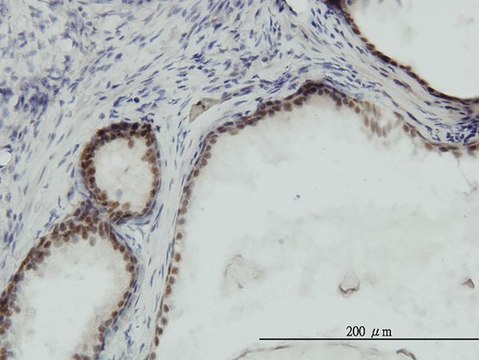 Monoclonal Anti-RPA3 antibody produced in mouse clone 1F4, purified immunoglobulin, buffered aqueous solution