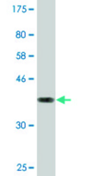 Monoclonal Anti-GIMAP4 antibody produced in mouse clone 1D8, purified immunoglobulin, buffered aqueous solution