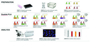 Duolink&#174; PLA Multicolor Probemaker Kit - Orange Proximity Ligation Assay Multiplexing: protein-protein interaction, post-translational modification and low abundant protein events