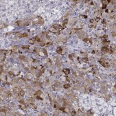 Anti-PENK antibody produced in rabbit Prestige Antibodies&#174; Powered by Atlas Antibodies, affinity isolated antibody, buffered aqueous glycerol solution
