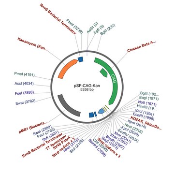 PSF-CAG-KAN - CAG PROMOTER VECTOR plasmid vector for molecular cloning