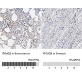 Anti-ITGA2B antibody produced in rabbit Prestige Antibodies&#174; Powered by Atlas Antibodies, affinity isolated antibody, buffered aqueous glycerol solution
