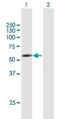 Anti-COL25A1 antibody produced in mouse purified immunoglobulin, buffered aqueous solution
