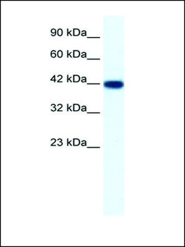 Anti-IBSP antibody produced in rabbit IgG fraction of antiserum