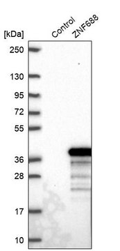 Anti-ZNF688 antibody produced in rabbit Prestige Antibodies&#174; Powered by Atlas Antibodies, affinity isolated antibody, buffered aqueous glycerol solution