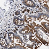 Anti-DERL1 antibody produced in rabbit Prestige Antibodies&#174; Powered by Atlas Antibodies, affinity isolated antibody, buffered aqueous glycerol solution