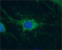 Anti-HCN1 antibody produced in rabbit affinity isolated antibody, lyophilized powder