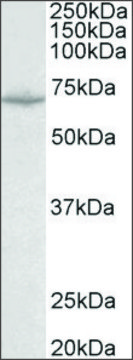 Anti-SLC6A8 antibody produced in goat affinity isolated antibody, buffered aqueous solution