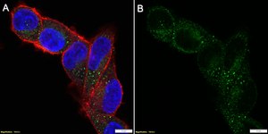 Anti-AGTR1 Antibody, clone 1I12 ZooMAb&#174; Rabbit Monoclonal recombinant, expressed in HEK 293 cells