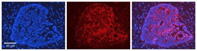 Anti-HMOX1 affinity isolated antibody